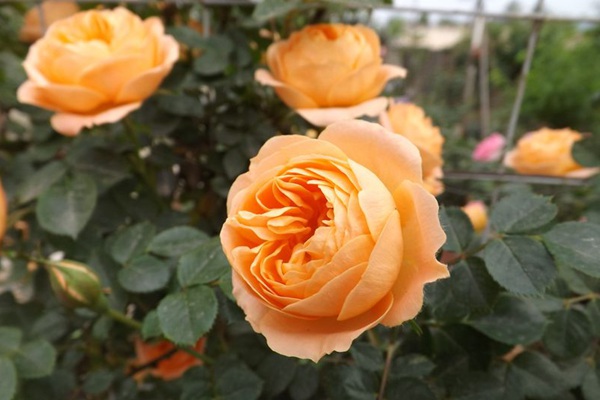 怎样养好月季花让它爆盆 怎样养好月季花让它爆盆