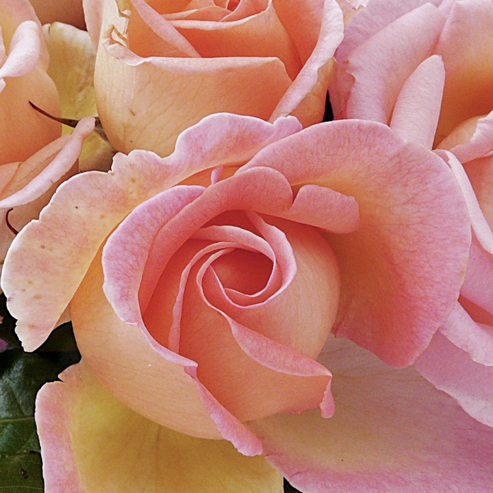 月季花叶子生虫怎么办