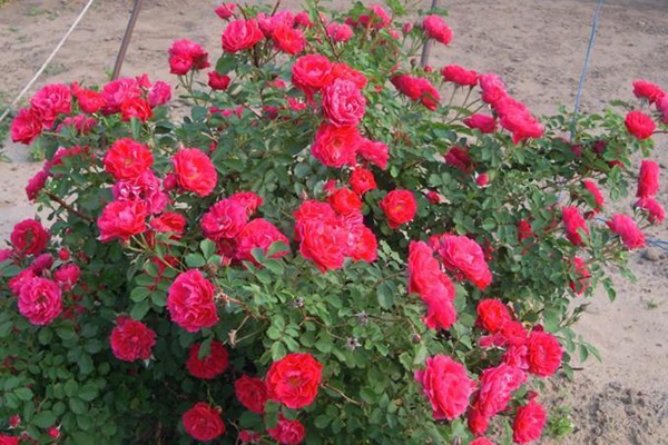 1520412279974024.jpg 丰花月季.jpg