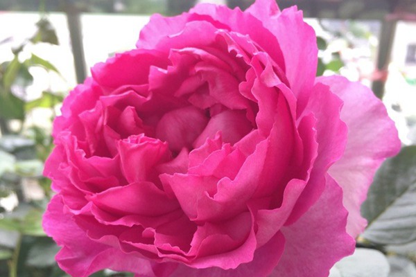 伊芙胭脂香水 伊芙胭脂香水