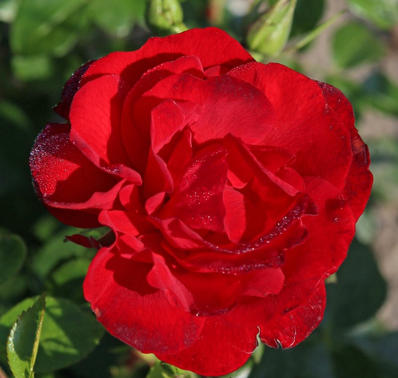 月季冬天修剪留多长 月季冬天修剪留多长