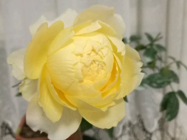 月季浪漫古董系列品种