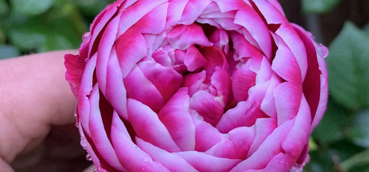 月季花有什么含义(月季花的五种含义) 月季花有什么含义(月季花的五种含义)