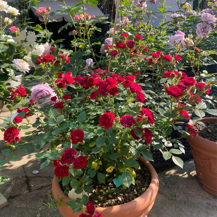 无条件的爱月季的优缺特点