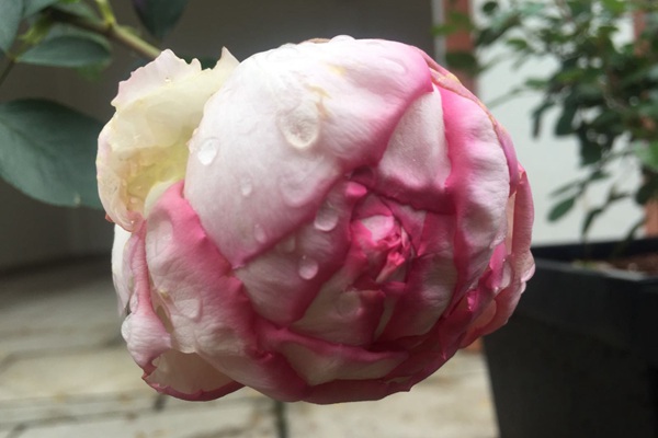 伊芙魂之香水 伊芙魂之香水