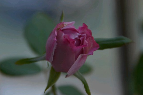 蓝色香水 蓝色香水