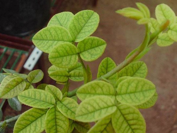 新叶发黄 新叶发黄