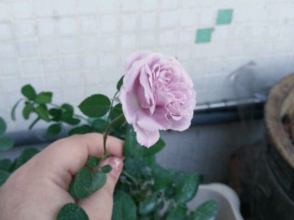 1710329885127632.jpg 蓝色风暴和蓝色阴雨有什么区别,哪个更好养