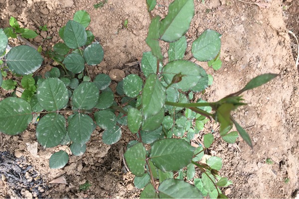 月季小苗上的花苞要不要摘? 月季小苗上的花苞要不要摘?