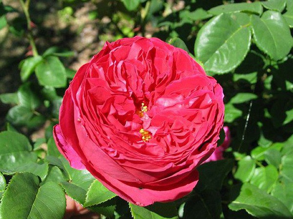 月季牙签苗多久开花