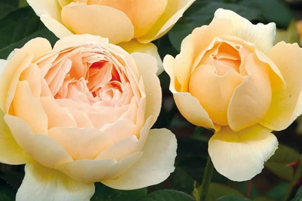 无名的裘德 无名的裘德