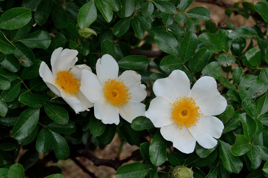 硕苞蔷薇 藤蔓玫瑰到攀爬玫瑰的过程