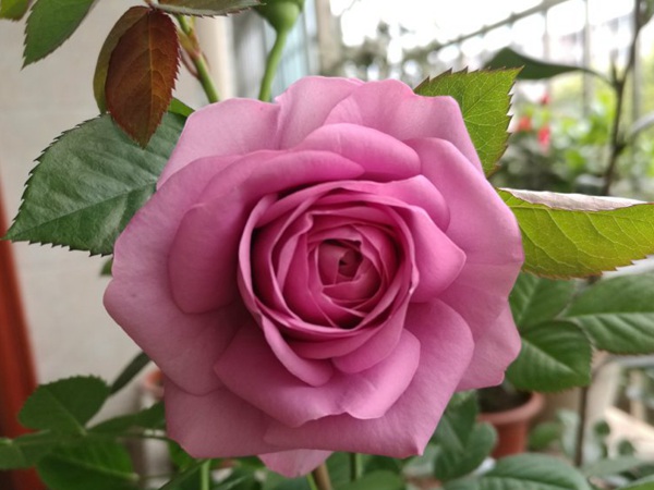 1710374675981782.jpg 蓝色风暴和冥王星月季的区别分析