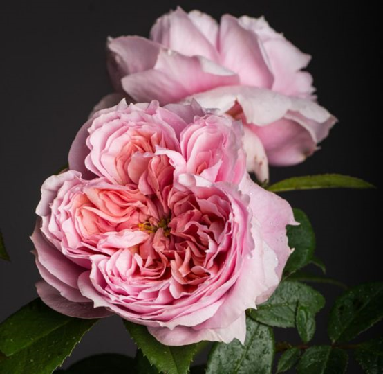 image 月季花型分类图(玫瑰)标准绽放形式图解