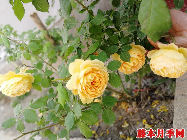 黄金庆典月季勤花吗 黄金庆典月季勤花吗