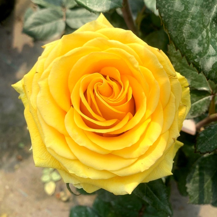 1710548380150788.jpg 苏格兰黄油和贝壳月季哪个好,区别有哪些