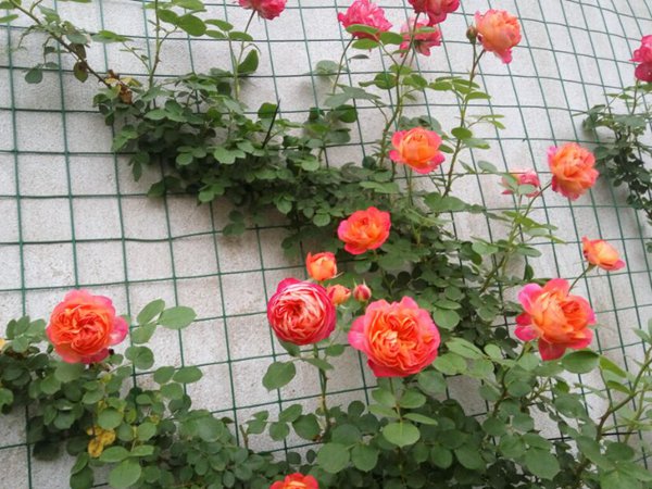 藤宝贝月季是大藤本吗，藤宝贝有什么优缺点