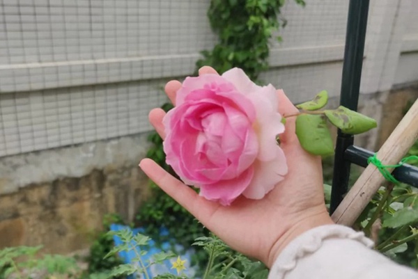 1710317286708897.jpg 罗衣月季耐晒耐高温吗?