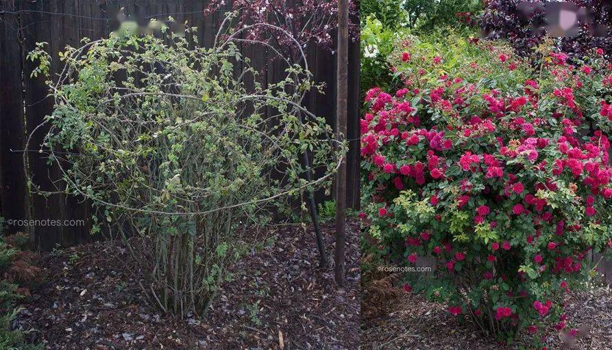 爬藤月季冬季修剪横拉技巧（做好了来年轻松开爆花）