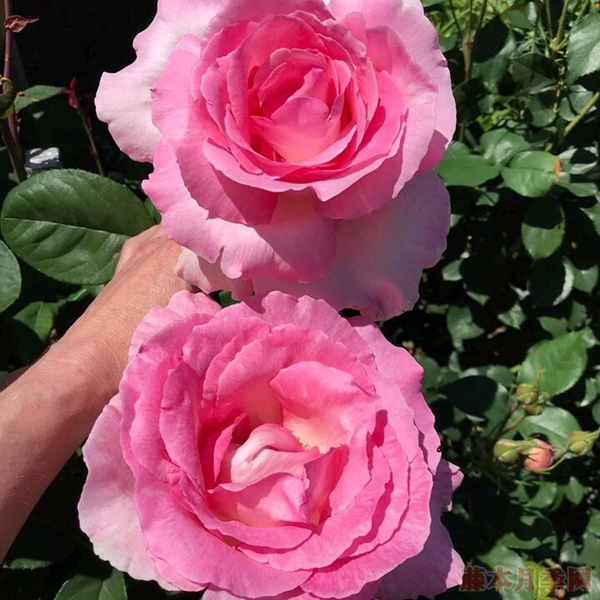 1706677677702076.jpg 月季最大花的是什么品种