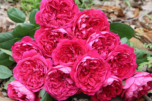 1710122355773814.jpg 十大公认最好红色月季品种