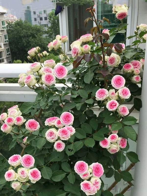 1710375987823001.jpg 垂吊效果好的月季品种推荐