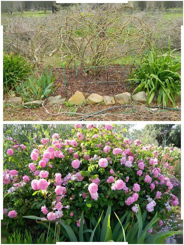 爬藤月季冬季修剪横拉技巧（做好了来年轻松开爆花）