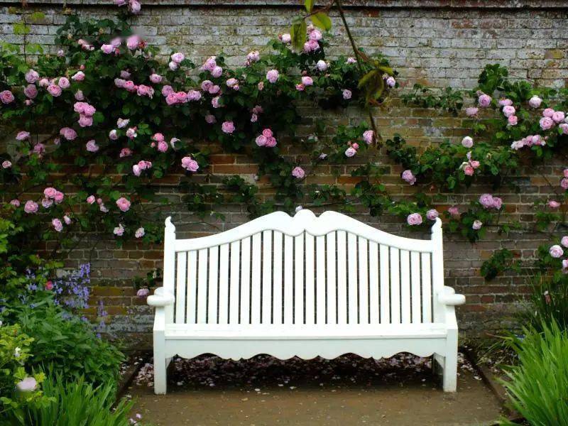 爬藤月季冬季修剪横拉技巧（做好了来年轻松开爆花）