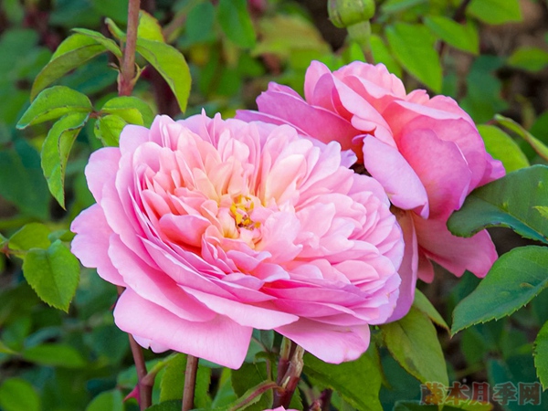 月季花越冬修剪时间和方法 月季花越冬修剪时间和方法