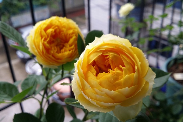 1710460877814028.jpg 金丝雀月季一年开几次花