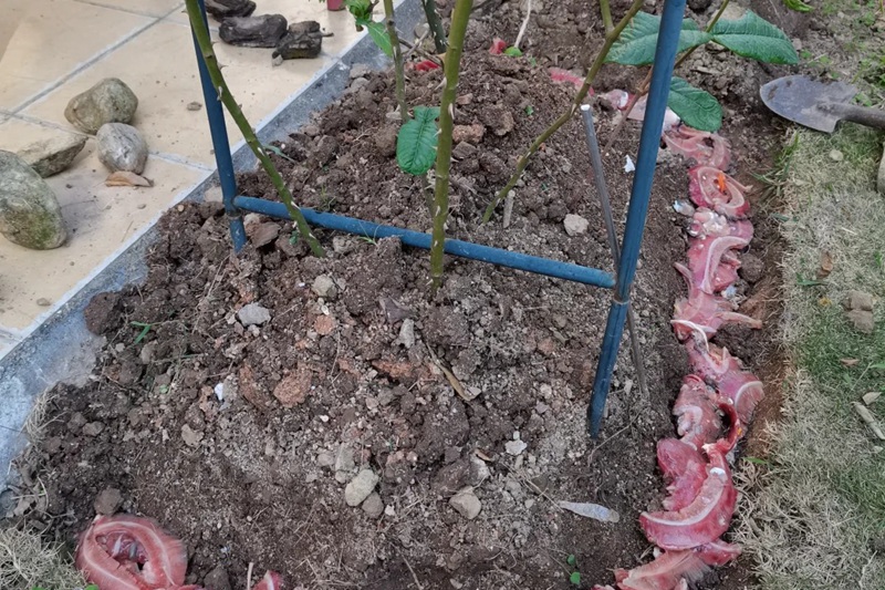 1705564567132596.jpg 地栽月季怎么埋鱼肠