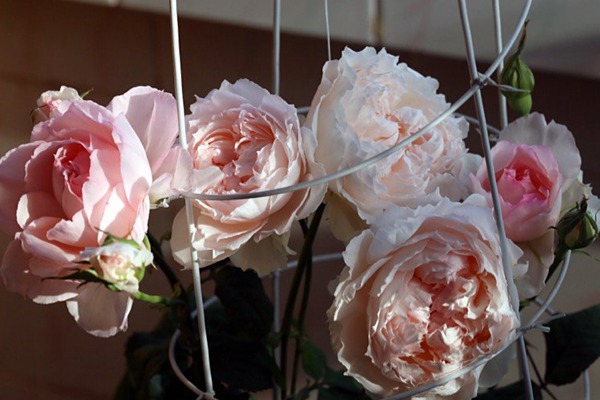 1710231441808079.jpg 佩尔朱克月季淘汰了?