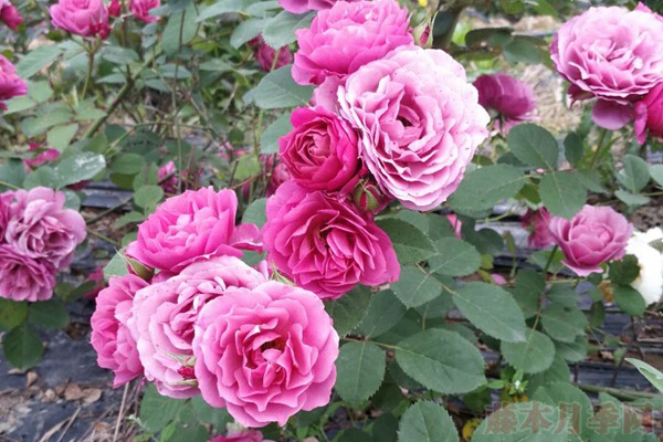 1710569010126797.jpg 京和葵月季选哪个好,有什么区别