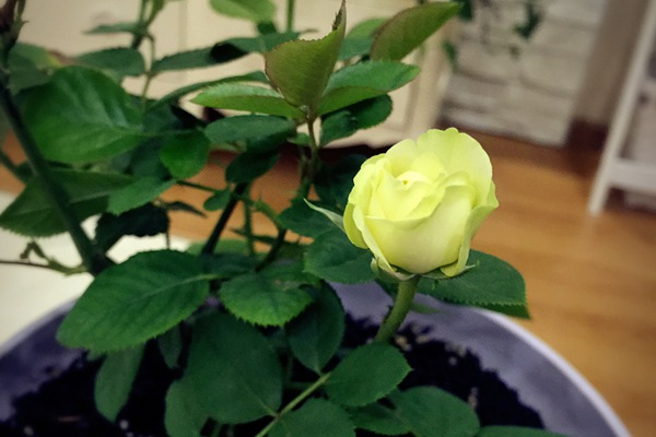 奶油龙沙宝石-微型月季 奶油龙沙宝石-微型月季