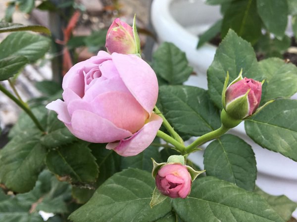 月季薰衣草花环为何不开花