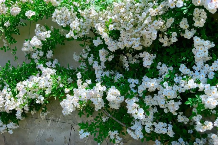 月季花怎么扦插生根快 月季花怎么扦插生根快