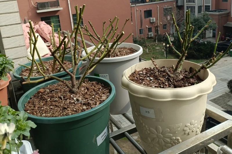 1705563451306435.jpg 月季花冬天什么时候剪枝好