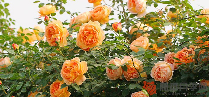 夏洛特夫人月季怎么养(夏洛特夫人爆花技巧) 夏洛特夫人月季怎么养(夏洛特夫人爆花技巧)