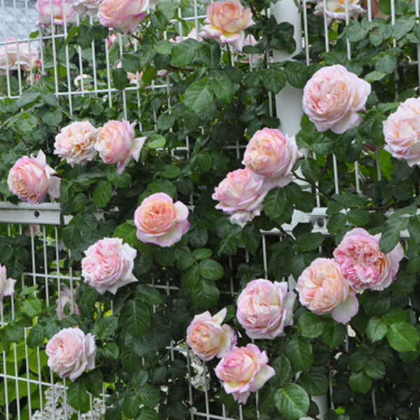 破晓月季的优缺点 破晓月季的优缺点