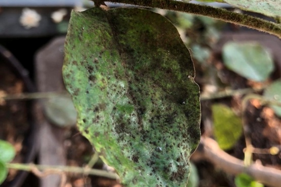 1662001015467800.jpg 煤污病_副本.jpg