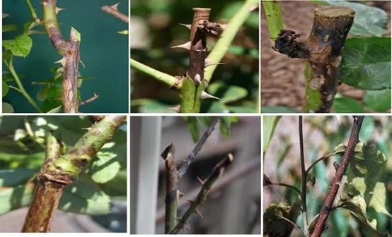 1662000882664221.jpg 枯枝病_副本.jpg