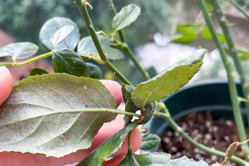 1706255513999877.jpg 月季花有红蜘蛛的原因