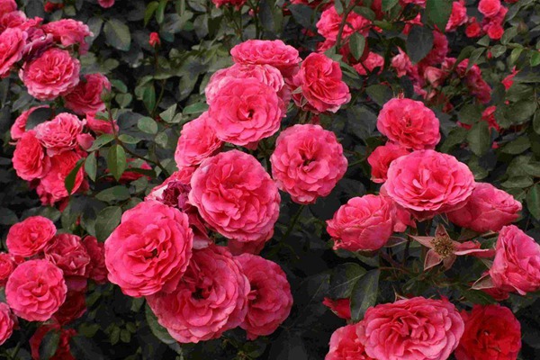 藤本月季跟月季有什么区别? 藤本月季跟月季有什么区别?