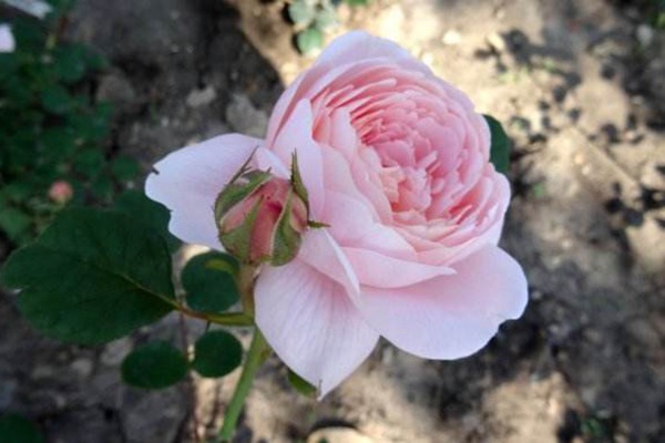 1710284485701914.jpg 月季瑞典女王可以当藤本养吗