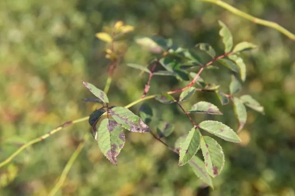 月季黑斑病怎么防治,用什么药 月季黑斑病怎么防治,用什么药