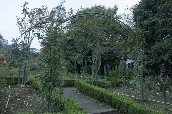 藤本月季欧月花有多大,能爬多长? 藤本月季欧月花有多大,能爬多长?