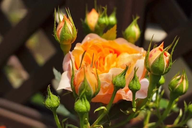 1705730582491788.jpg 月季开花期施什么肥