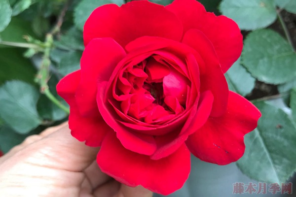 1710122031204468.jpg 十大公认最好红色月季品种