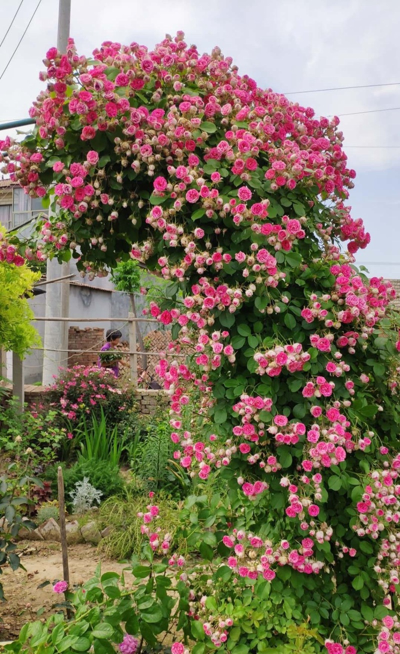 1709251478744975.jpg 984bfcb5d017487dbafff5eca66d1dd6.jpg