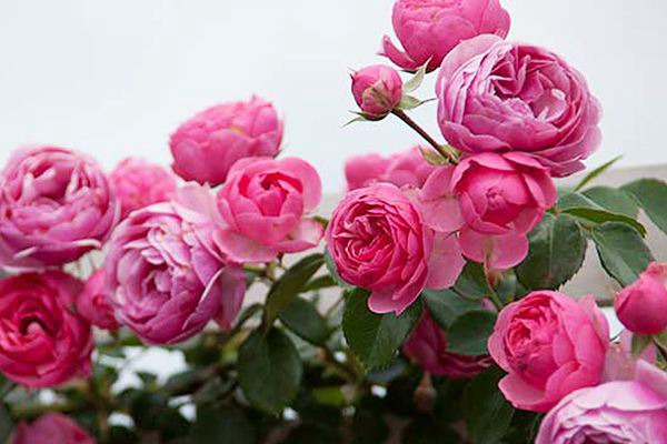 艾拉绒球耐不耐热(夏季如何养护)